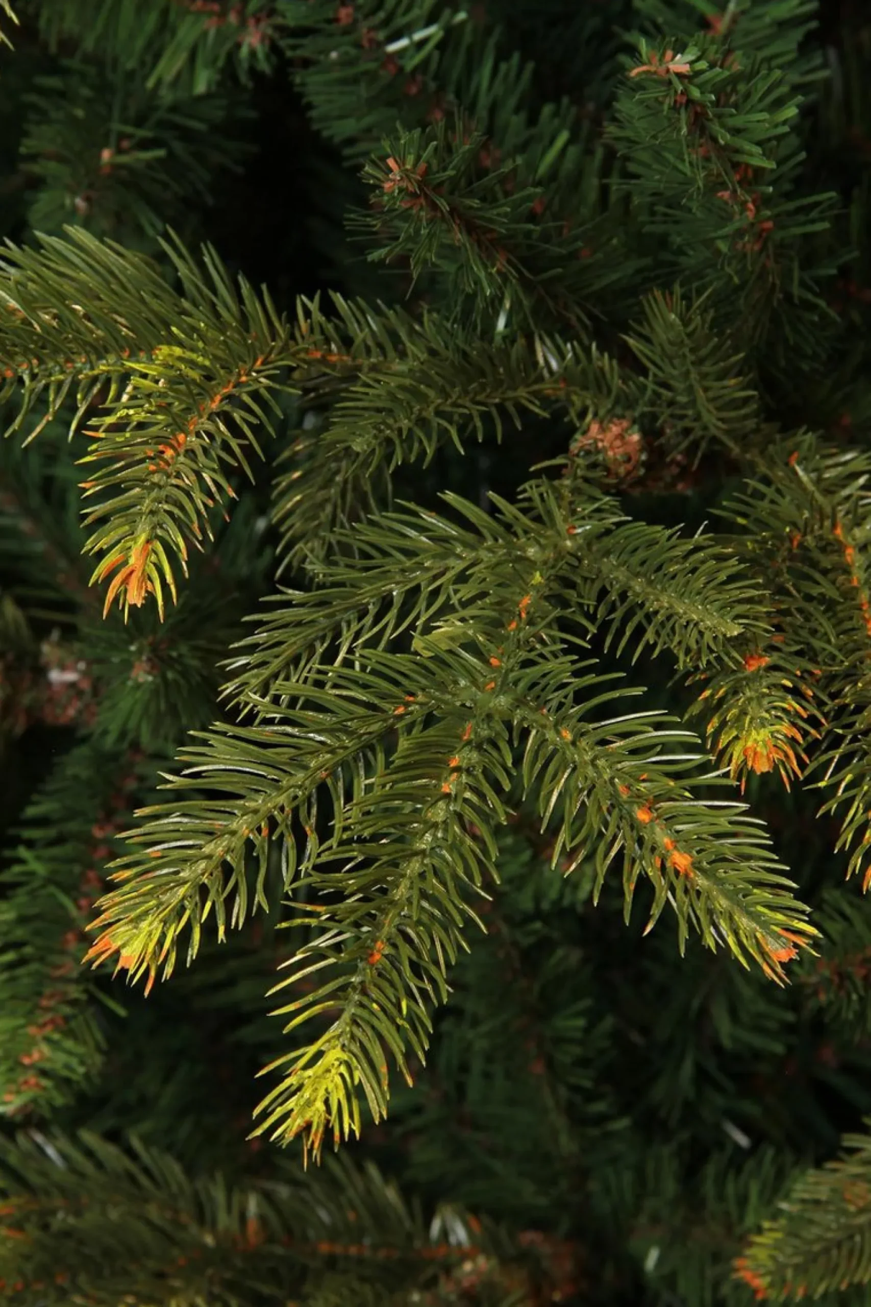 Black Box Kunstkerstbomen^ Trees Frasier Kunstkerstboom - H185 X O124 Cm - Groen