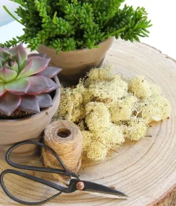 Mica Decorations Decoratie/Hobby Mos Naturel/Wit 500 Gram - Decoratie Materialen Bloemstukjes Best