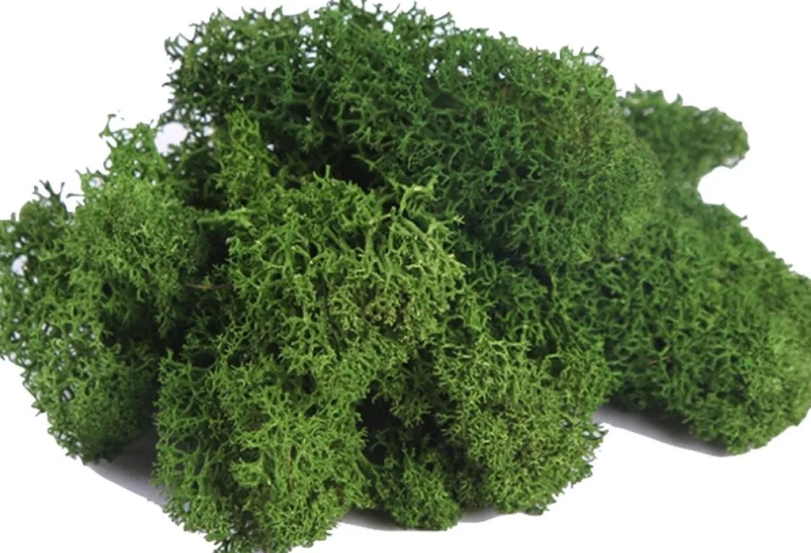 Ottou0027s Kerstaccessoires Doos Rendiermos Donkergroen (500 Gram) - Bloemstuk - Mosschilderij - Decoratie - Otto's Kerstaccessoires - Voordeelverpakking - Kerstdecoratie Sale