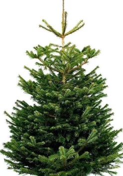 Tuincentrumgigant.nl Echte Kerstbomen^Echte Kerstboom - Nordmann Excellent - Gezaagd Geen Kluit - 200-225Cm 225 Cm