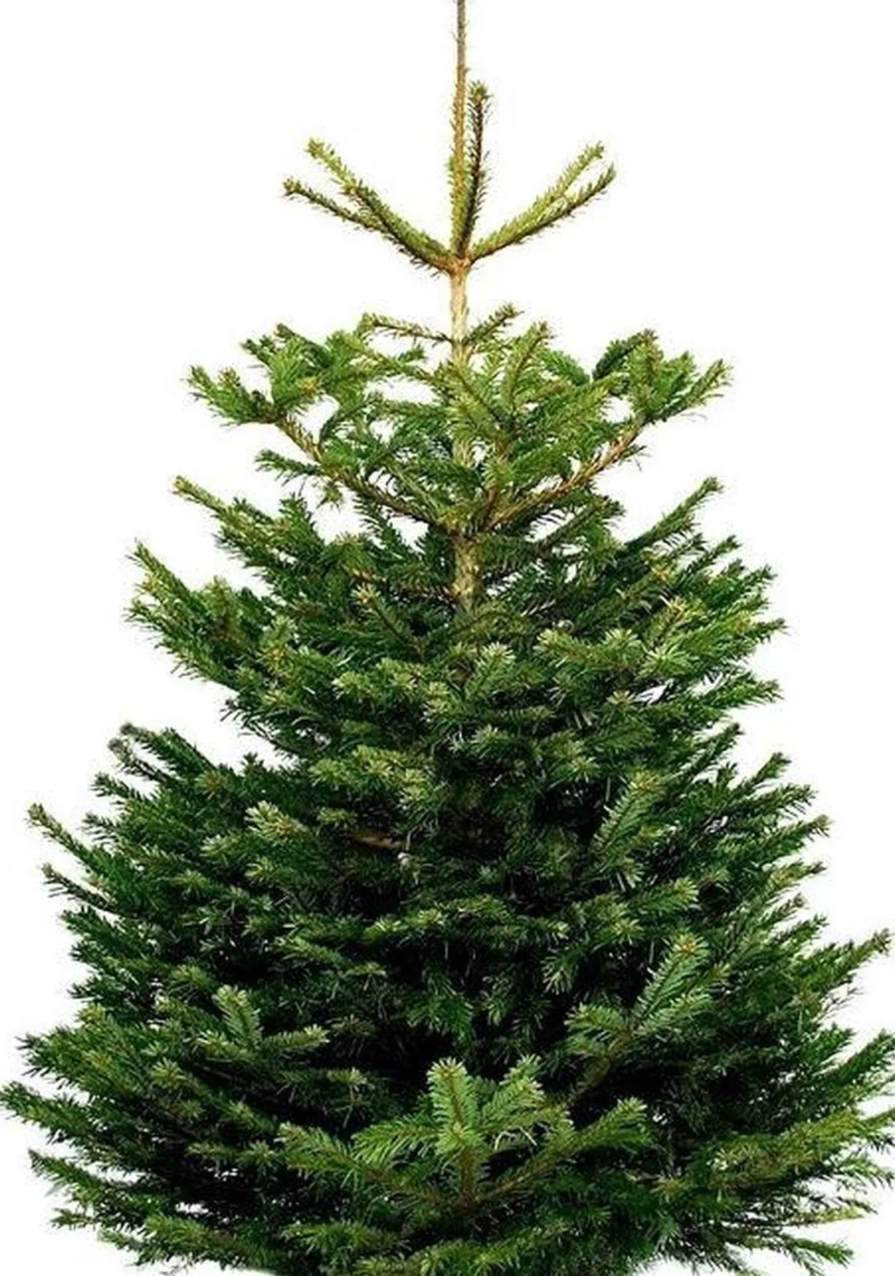 Tuincentrumgigant.nl Echte Kerstbomen^Echte Kerstboom - Nordmann Excellent - Gezaagd Geen Kluit - 200-225Cm 225 Cm