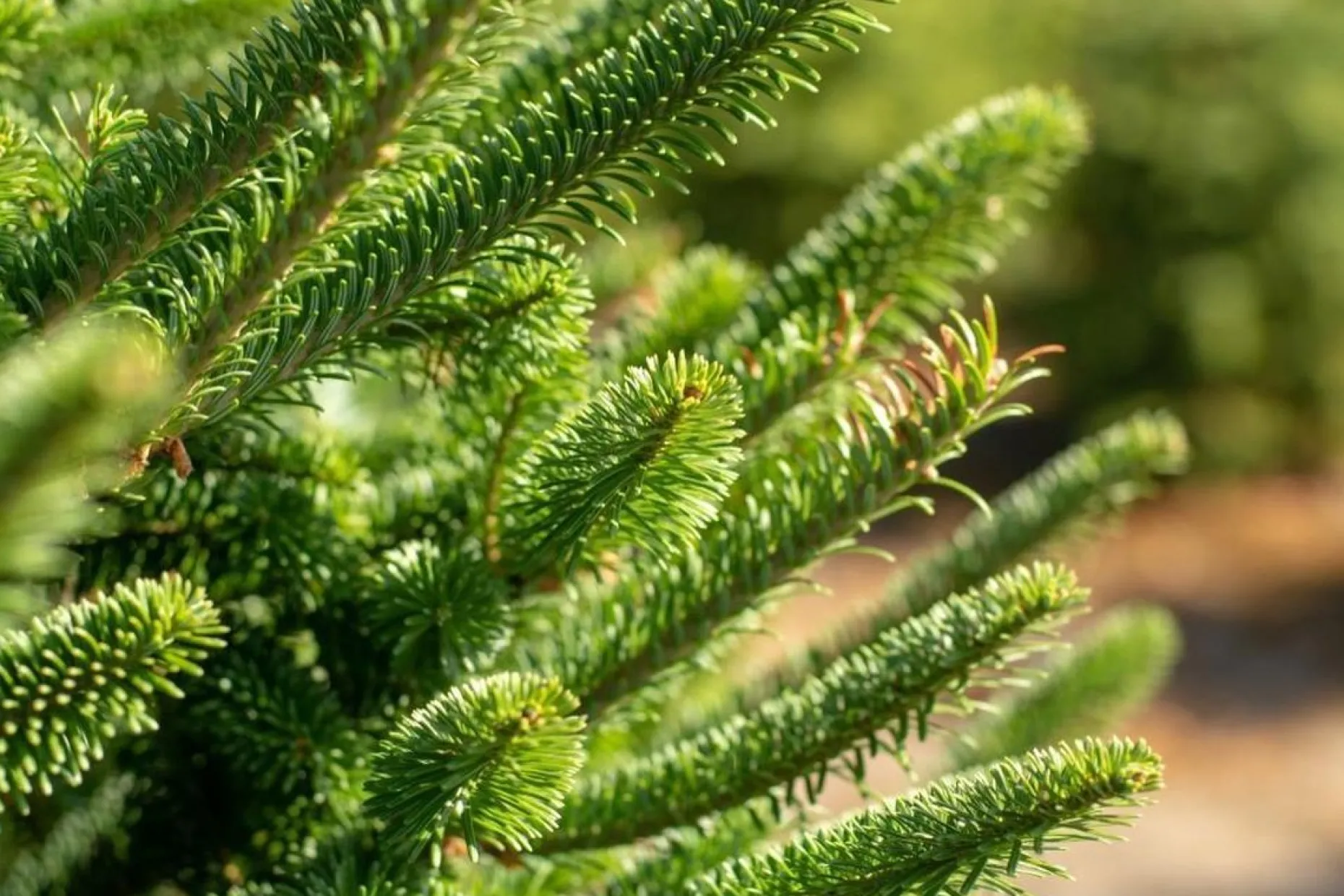 Tuincentrumgigant.nl Echte Kerstbomen^Echte Kerstboom - Nordmann Excellent - Gezaagd Geen Kluit - 200-225Cm 225 Cm