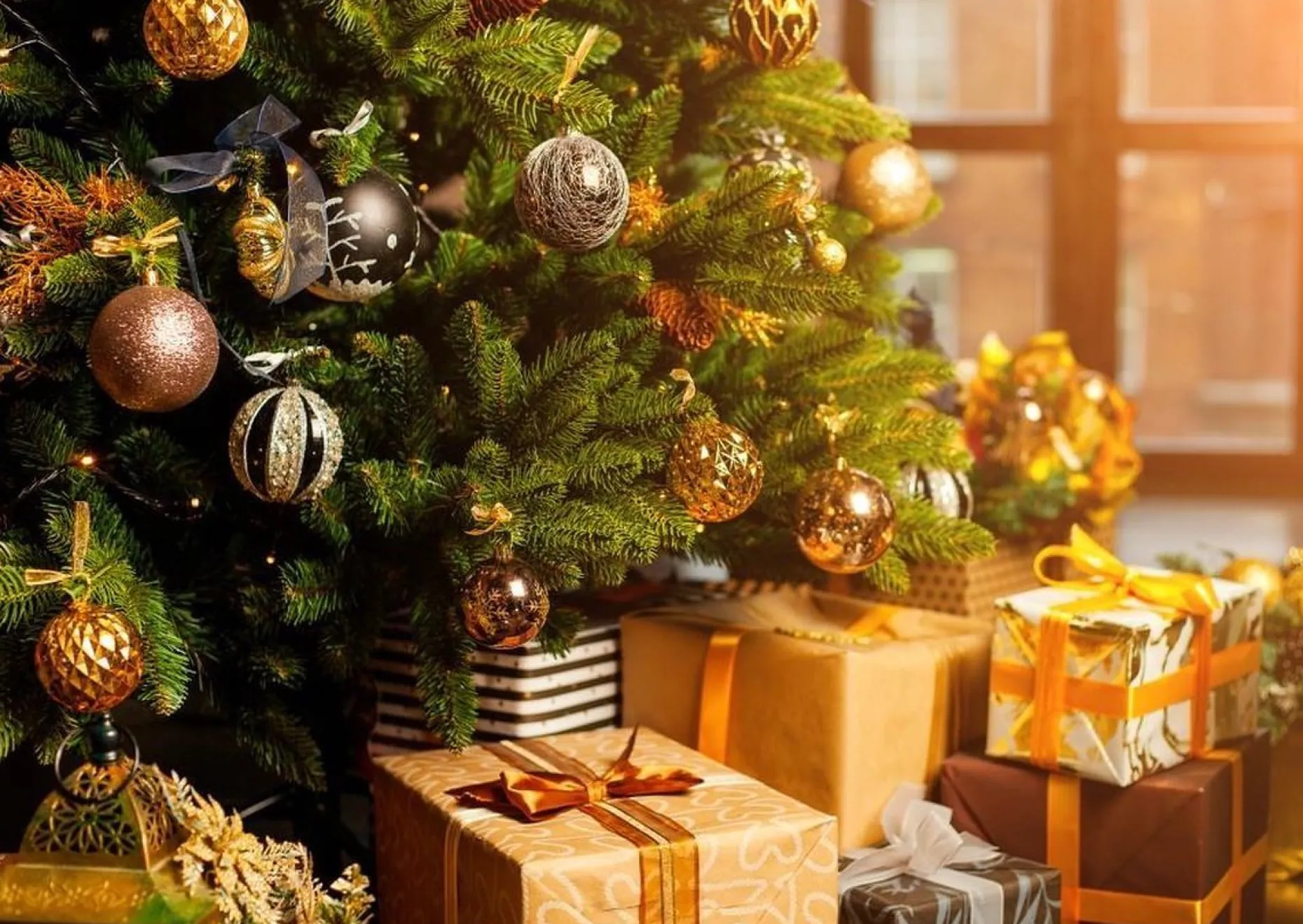 Tuincentrumgigant.nl Echte Kerstbomen^Echte Kerstboom - Nordmann Excellent - Gezaagd Geen Kluit - 200-225Cm 225 Cm