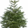 Flora Danica Nordmann Echte Kerstbomen^Echte Kerstboom Nordmann In Pot Gekweekt 125-150Cm