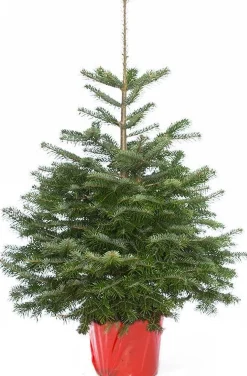 Flora Danica Nordmann Echte Kerstbomen^Echte Kerstboom Nordmann In Pot Gekweekt 125-150Cm