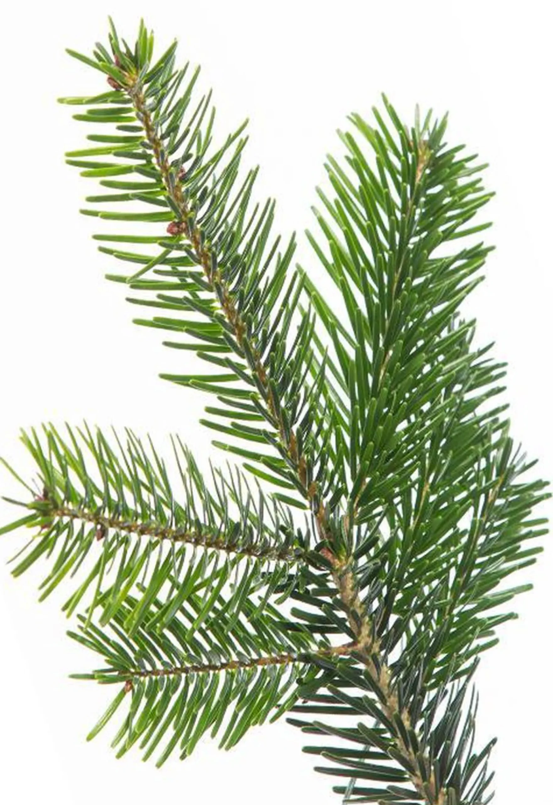 Flora Danica Nordmann Echte Kerstbomen^Echte Kerstboom Nordmann In Pot Gekweekt 125-150Cm