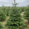 Flora Danica Nordmann Echte Kerstbomen^Echte Kerstboom - Nordmann Kerstboom - Deense Floradanica Gezaagd - 175-200Cm - De Beste Kwaliteit - Eigen Import - Easy To Fix De Met Voorgeboord Gat Op De Standaards Met Pin - Gratis Quicktreefresh
