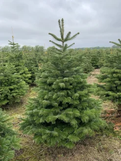 Flora Danica Nordmann Echte Kerstbomen^Echte Kerstboom - Nordmann Kerstboom - Deense Floradanica Gezaagd - 175-200Cm - De Beste Kwaliteit - Eigen Import - Easy To Fix De Met Voorgeboord Gat Op De Standaards Met Pin - Gratis Quicktreefresh