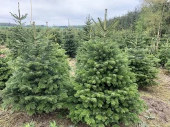 Flora Danica Nordmann Echte Kerstbomen^Echte Kerstboom - Nordmann Kerstboom - Deense Floradanica Gezaagd - 175-200Cm - De Beste Kwaliteit - Eigen Import - Easy To Fix De Met Voorgeboord Gat Op De Standaards Met Pin - Gratis Quicktreefresh