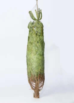 Flora Danica Nordmann Echte Kerstbomen^Echte Kerstboom - Nordmann Kerstboom - Deense Floradanica Gezaagd - 175-200Cm - De Beste Kwaliteit - Eigen Import - Easy To Fix De Met Voorgeboord Gat Op De Standaards Met Pin - Gratis Quicktreefresh