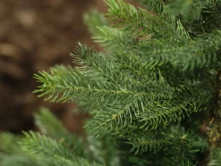 Everlands Kunstkerstbomen^ Grandis Fir Kunstkerstboom 180 Cm - Zonder Verlichting