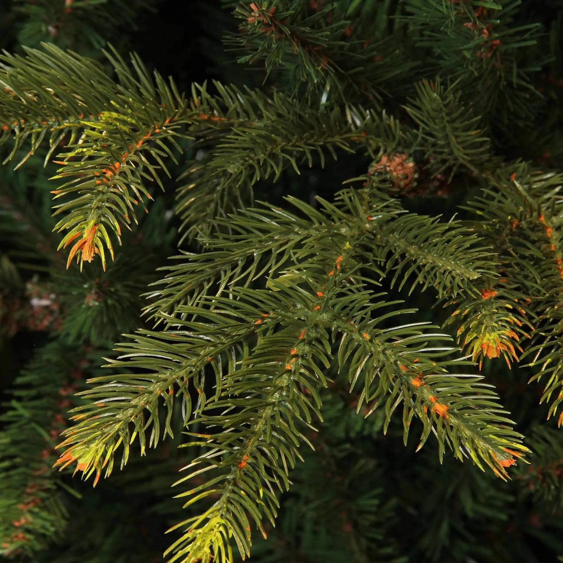 Black Box Kunstkerstbomen^Frasier Fir Led - Groen - Blackbox Kunstkerstboom 155 Cm