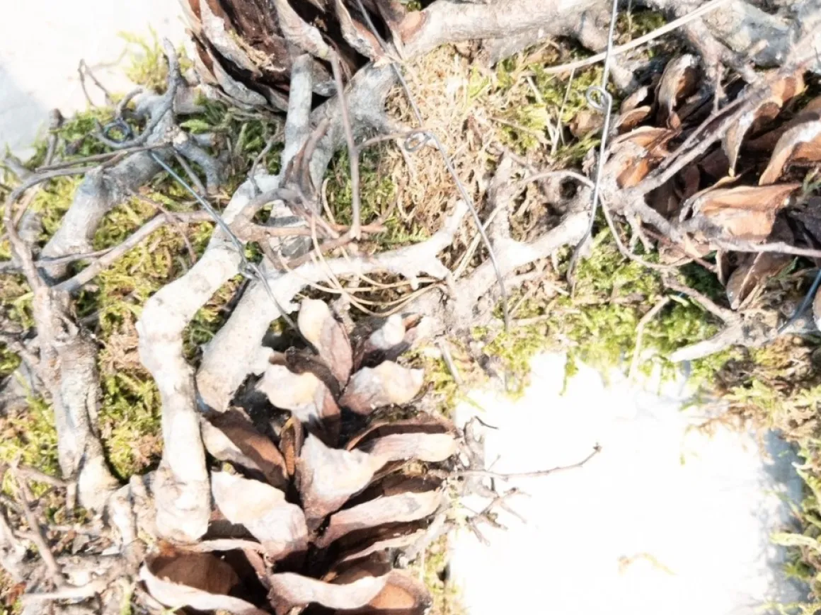 LA COURONNE Kerst - Krans Met Mos / Dennenappels / Bonsai - 38Cm Best Sale
