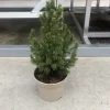 Groendecor Tuinarchitectuur Echte Kerstbomen^Kleine Echte Tafelkerstboom - Picea Conica 30-40Cm - Minikerstboom In Pot