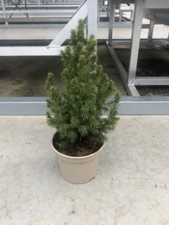 Groendecor Tuinarchitectuur Echte Kerstbomen^Kleine Echte Tafelkerstboom - Picea Conica 30-40Cm - Minikerstboom In Pot