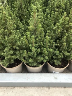 Groendecor Tuinarchitectuur Echte Kerstbomen^Kleine Echte Tafelkerstboom - Picea Conica 30-40Cm - Minikerstboom In Pot