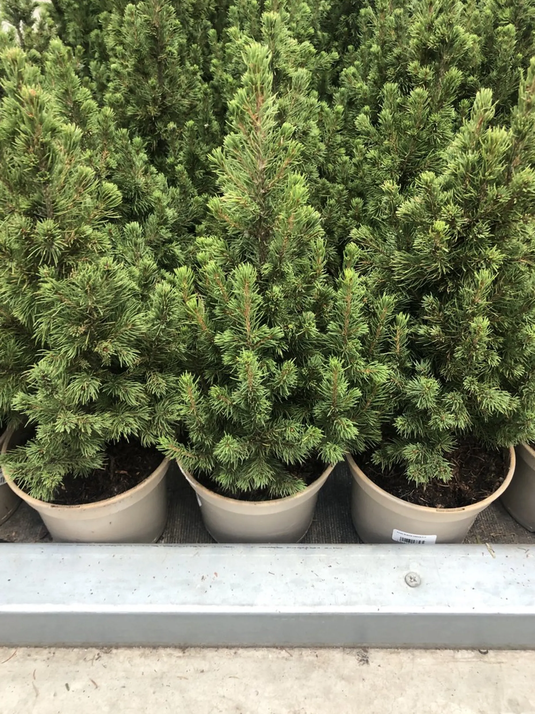 Groendecor Tuinarchitectuur Echte Kerstbomen^Kleine Echte Tafelkerstboom - Picea Conica 30-40Cm - Minikerstboom In Pot