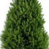 koophierjekerstboom.nl Echte Kerstbomen^ Picea Glauca Conica 120Cm Mini Kerstboom In Pot.