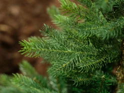 Everlands Kunstkerstbomen^Kunst Kerstboom Grandis Fir - 1038 Tips - Groen - 150 Cm