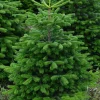 Merkloos Echte Kerstbomen^Nordmann Kerstboom - Echte Kerstboom - 150-175Cm - Met Boorgat, Al Jaren De Beste Kwaliteit - Eigen Import - Easy To Fix De Flora Danica Nordmann Met Voorgeboord Gat Op De Standaards Met Pin-Gratis Quicktreefresh