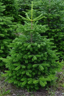Merkloos Echte Kerstbomen^Nordmann Kerstboom - Echte Kerstboom - 150-175Cm - Met Boorgat, Al Jaren De Beste Kwaliteit - Eigen Import - Easy To Fix De Flora Danica Nordmann Met Voorgeboord Gat Op De Standaards Met Pin-Gratis Quicktreefresh