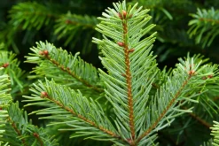 Merkloos Echte Kerstbomen^Nordmann Kerstboom - Echte Kerstboom - 150-175Cm - Met Boorgat, Al Jaren De Beste Kwaliteit - Eigen Import - Easy To Fix De Flora Danica Nordmann Met Voorgeboord Gat Op De Standaards Met Pin-Gratis Quicktreefresh
