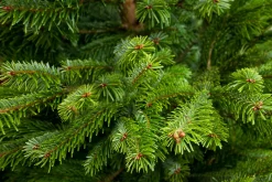 Merkloos Echte Kerstbomen^Nordmann Kerstboom - Echte Kerstboom - 150-175Cm - Met Boorgat, Al Jaren De Beste Kwaliteit - Eigen Import - Easy To Fix De Flora Danica Nordmann Met Voorgeboord Gat Op De Standaards Met Pin-Gratis Quicktreefresh