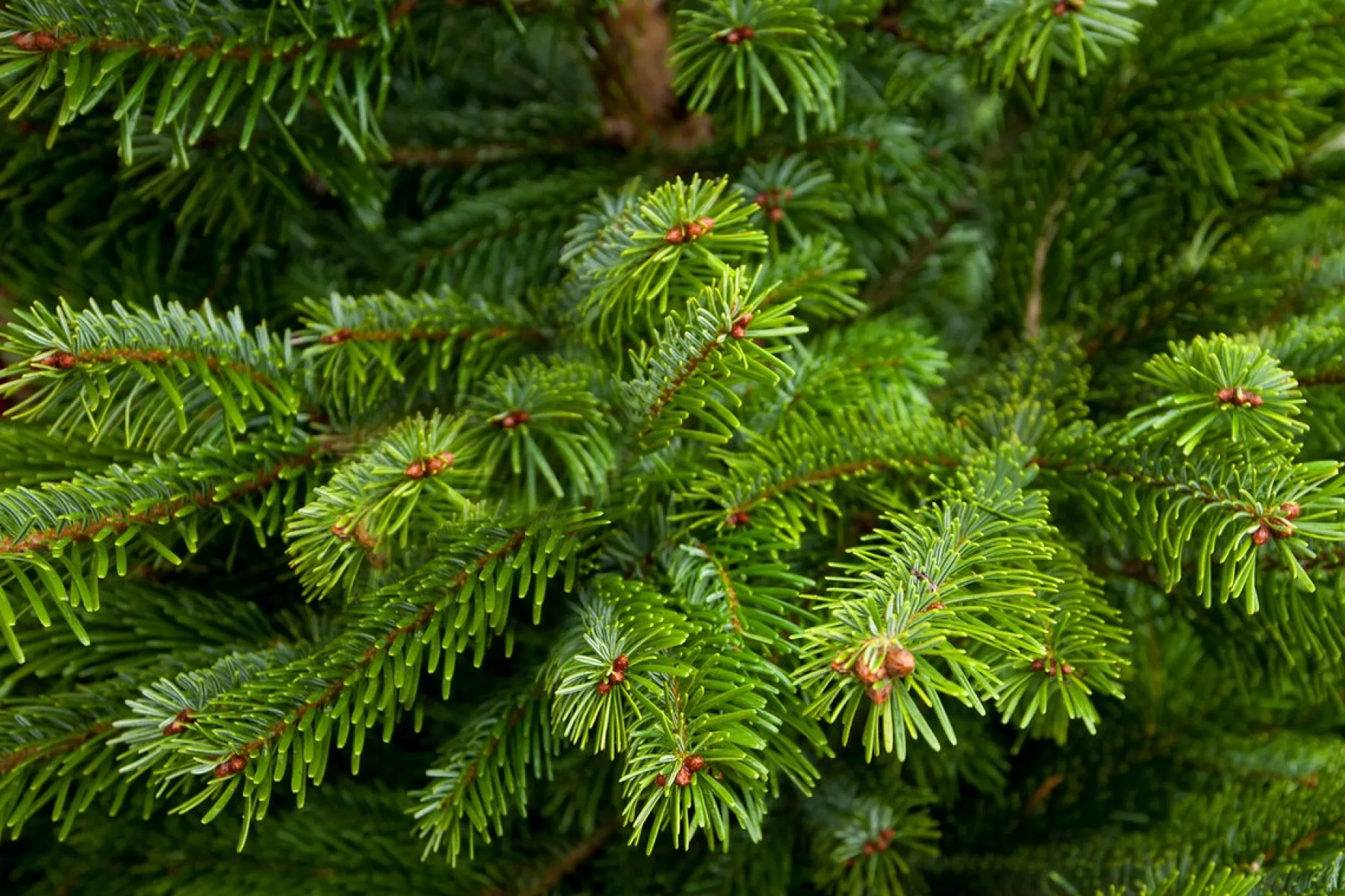 Merkloos Echte Kerstbomen^Nordmann Kerstboom - Echte Kerstboom - 150-175Cm - Met Boorgat, Al Jaren De Beste Kwaliteit - Eigen Import - Easy To Fix De Flora Danica Nordmann Met Voorgeboord Gat Op De Standaards Met Pin-Gratis Quicktreefresh