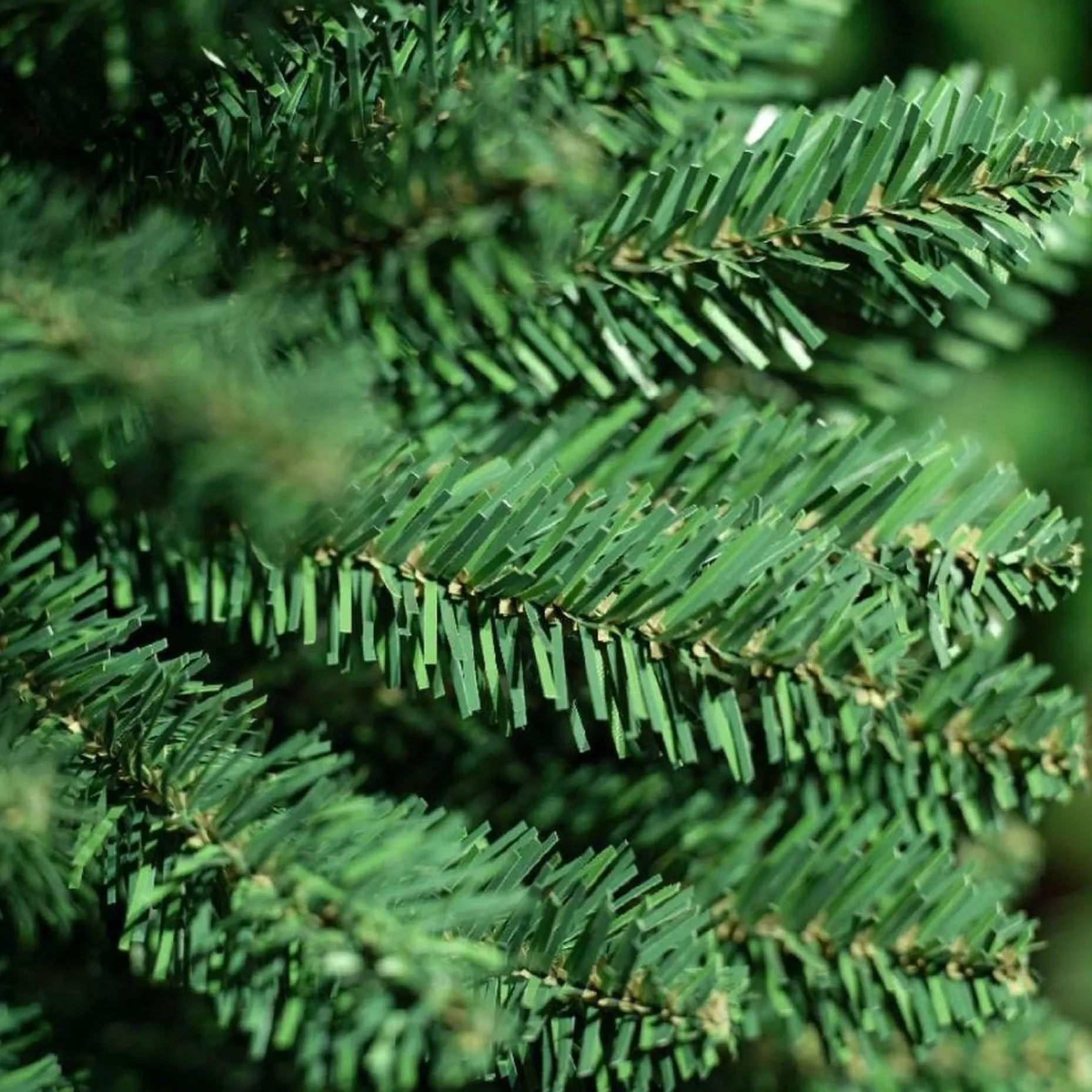 Everlands Kunstkerstbomen^Pencil Pine Classic Kunstkerstboom | Groen | 150Cm