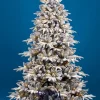 Royal Christmas Kunstkerstbomen^ - Kunstkerstboom - Gillam Pe / Pvc Sneeuw Smart - 350 Led Lampjes - 210 Cm - 1303 Takken