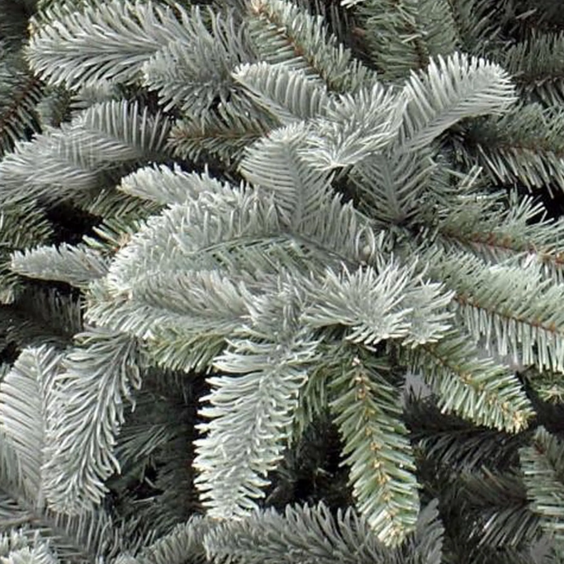 Triumph Tree Kunstkerstbomen^ Abies Nordmann Deluxe Kunstkerstboom 215 X 155 Cm - Forest Blue