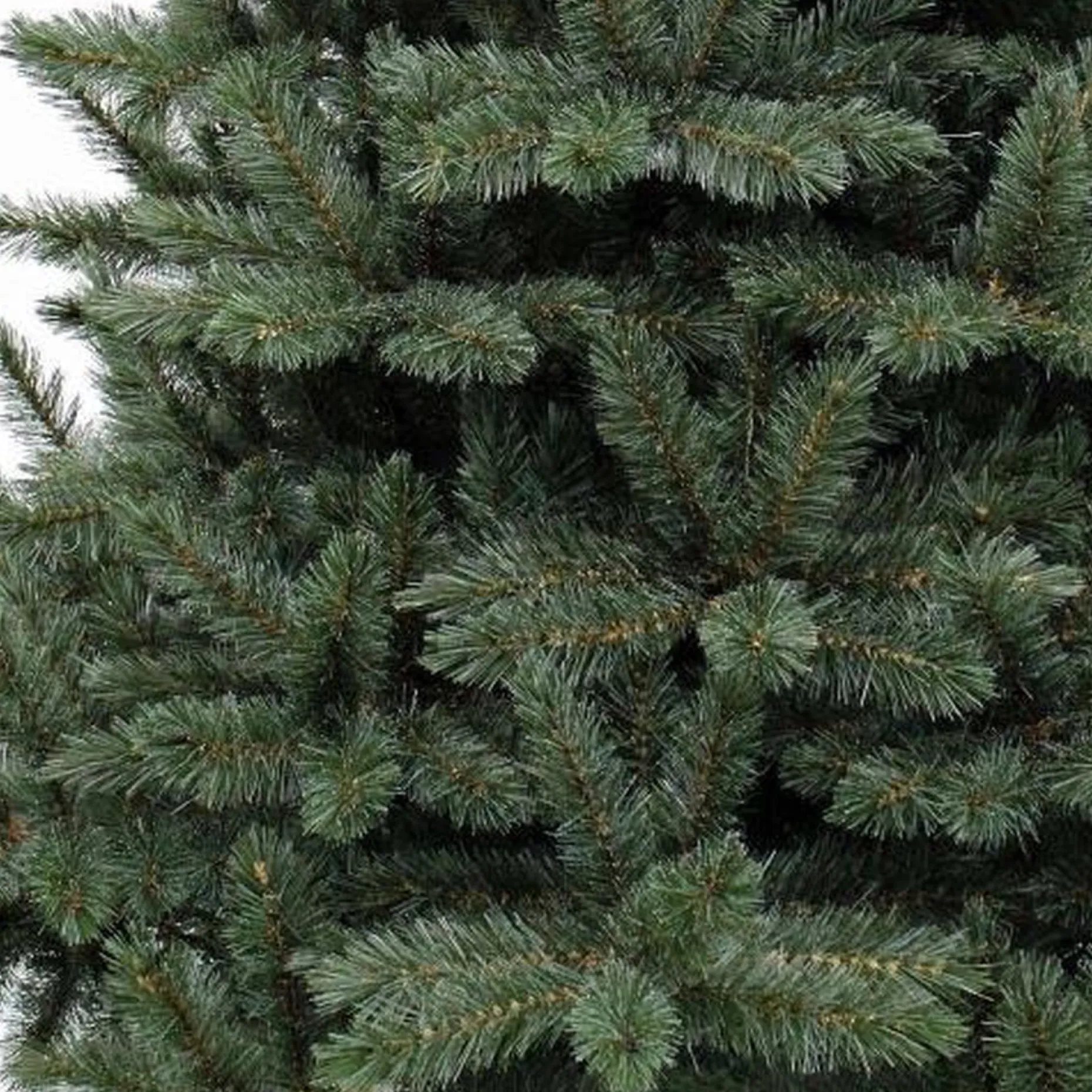 Triumph Tree Kunstkerstbomen^ - Forest Frosted Blauw Kerstboom Hoogte 215 Cm