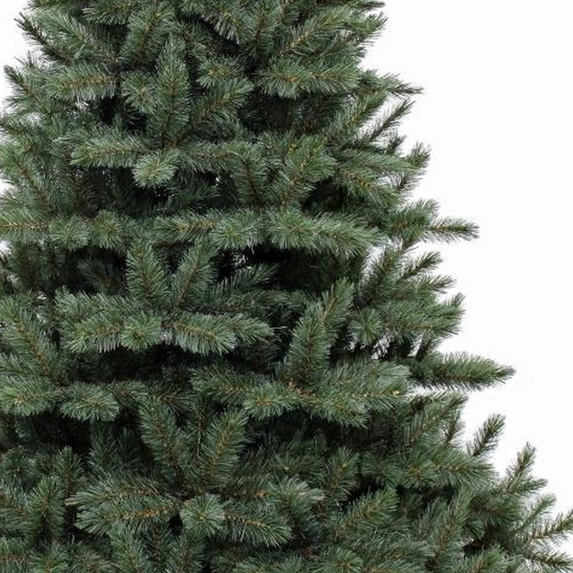 Triumph Tree Kunstkerstbomen^ - Forest Frosted Blauw Kerstboom Hoogte 215 Cm
