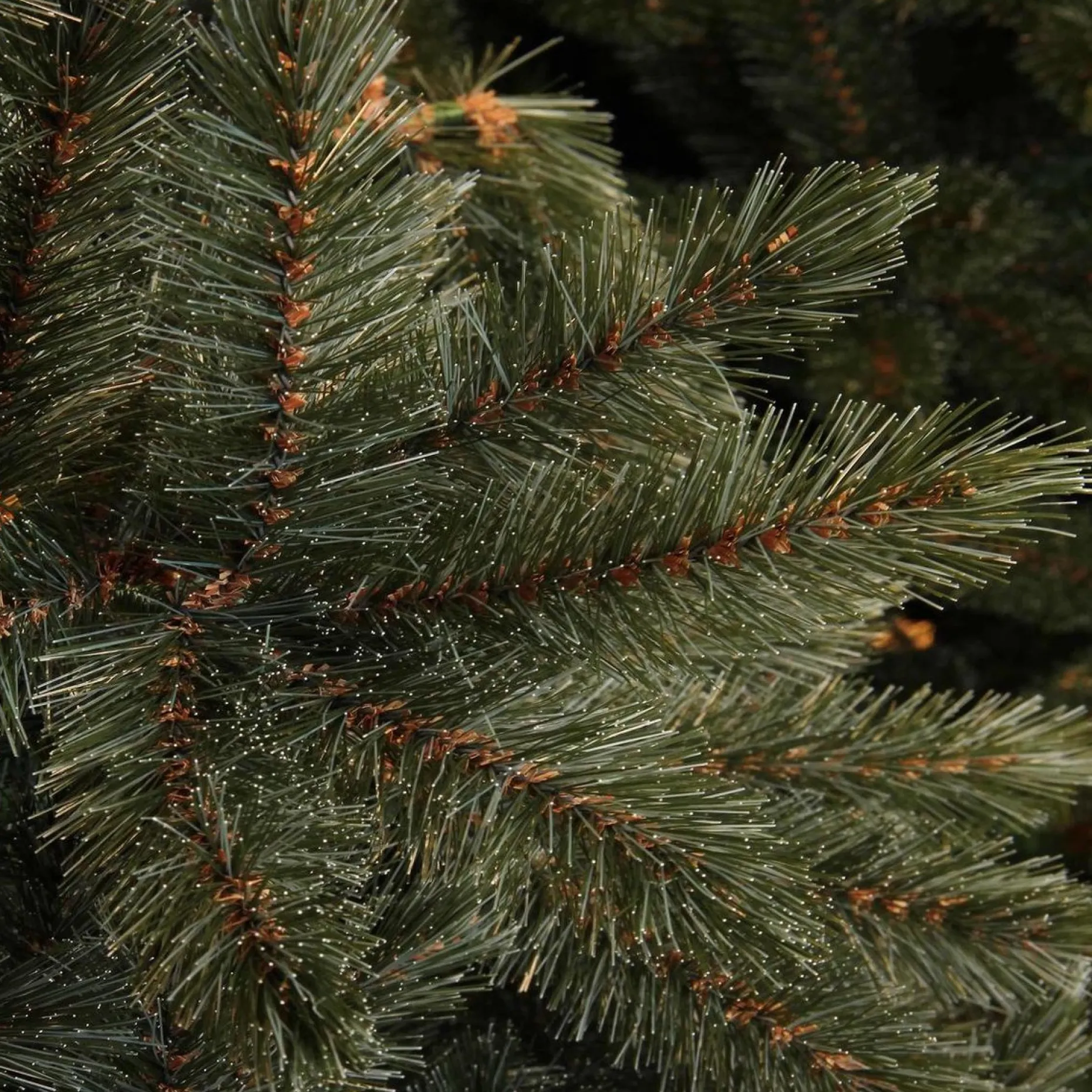 Triumph Tree Kunstkerstbomen^ - Forest Frosted Blauw Kerstboom Hoogte 215 Cm
