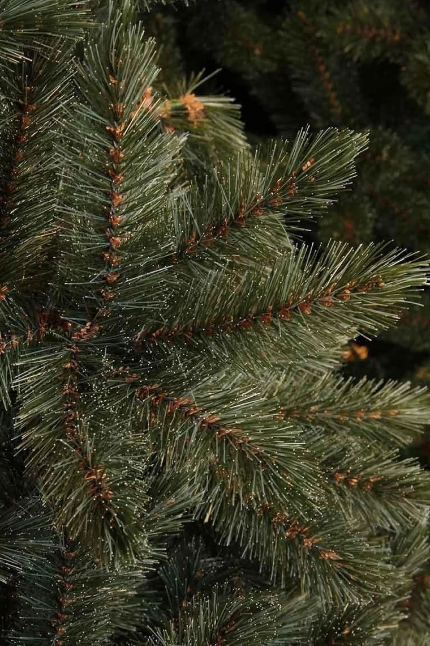 Triumph Tree Kunstkerstbomen^ - Forest Frosted Blauw Kerstboom Hoogte 215 Cm