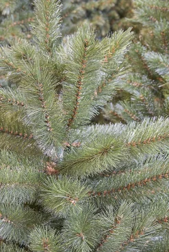 Triumph Tree Kunstkerstbomen^ Forest Frosted Kunstkerstboom - H155 X O119 Cm - Groen