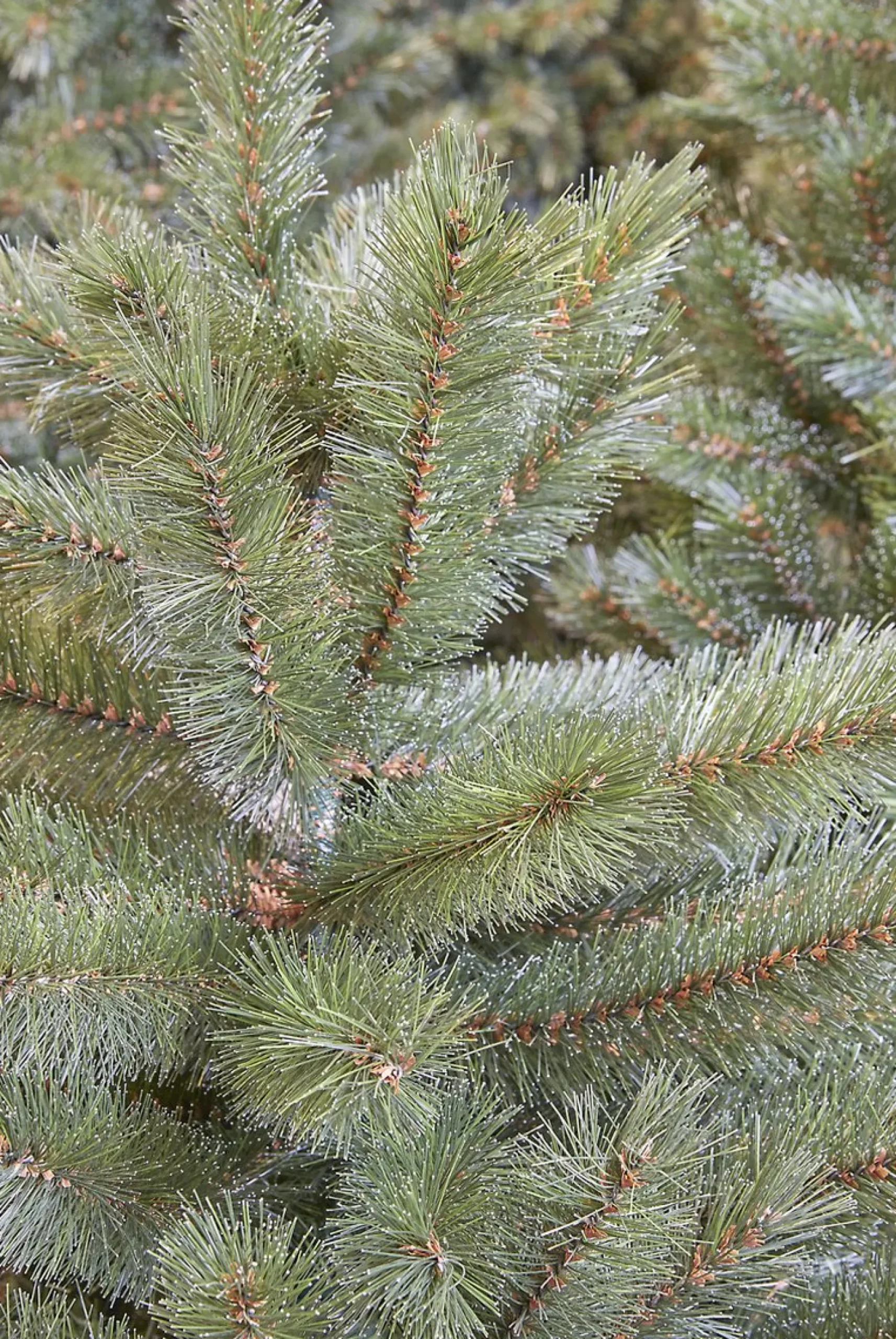 Triumph Tree Kunstkerstbomen^ Forest Frosted Kunstkerstboom - H155 X O119 Cm - Groen