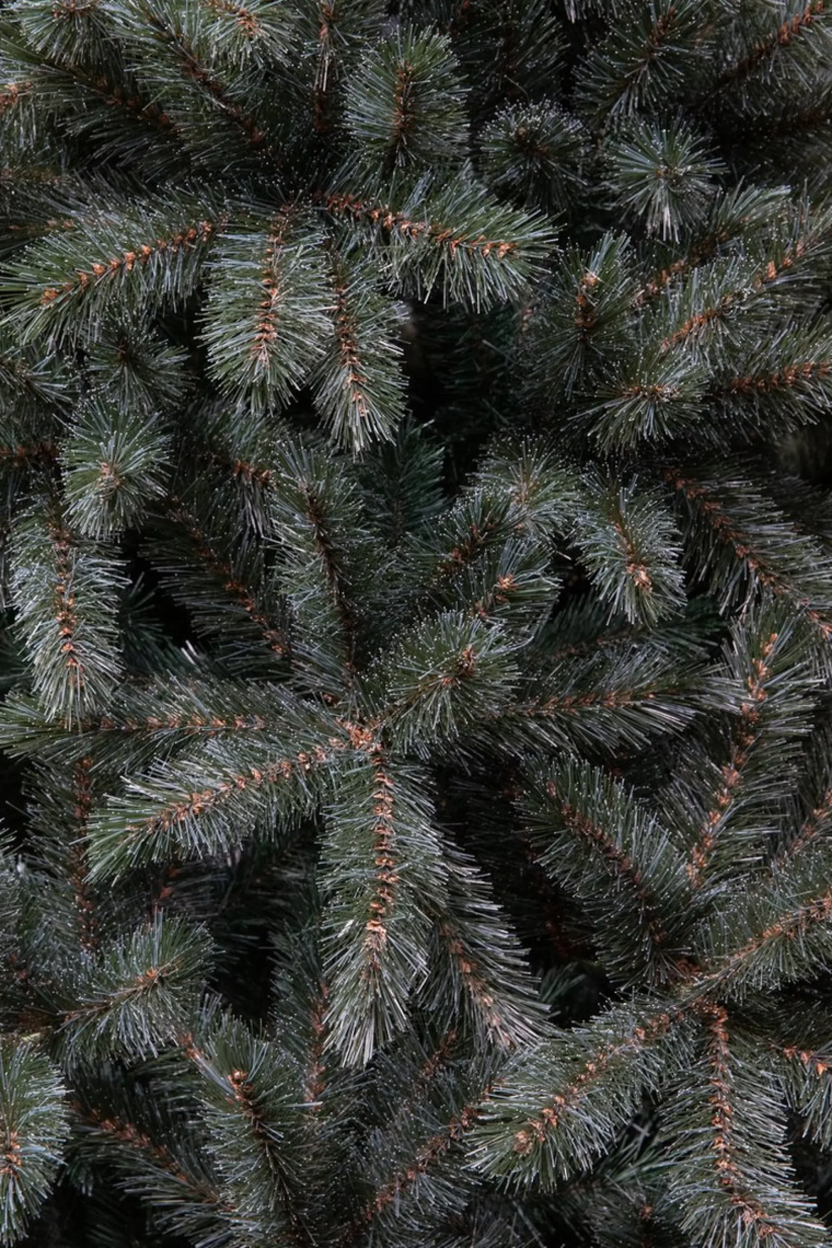 Triumph Tree Kunstkerstbomen^ Forest Frosted Slim Kunstkerstboom - H185Cm - Blauw
