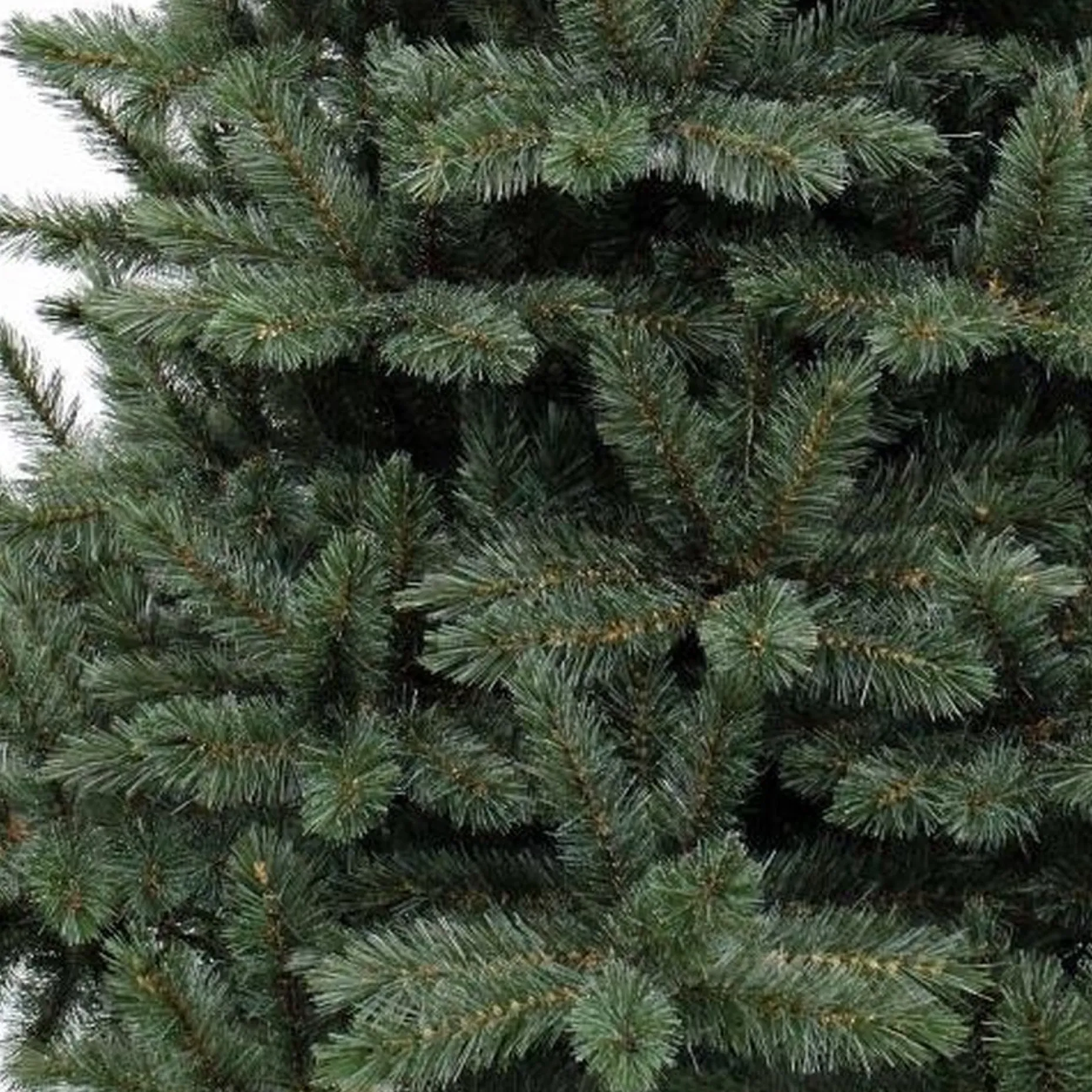 Triumph Tree Kunstkerstbomen^ - Kerstboom Forest Frosted H185D130 Newgrowth Blue Tips 942