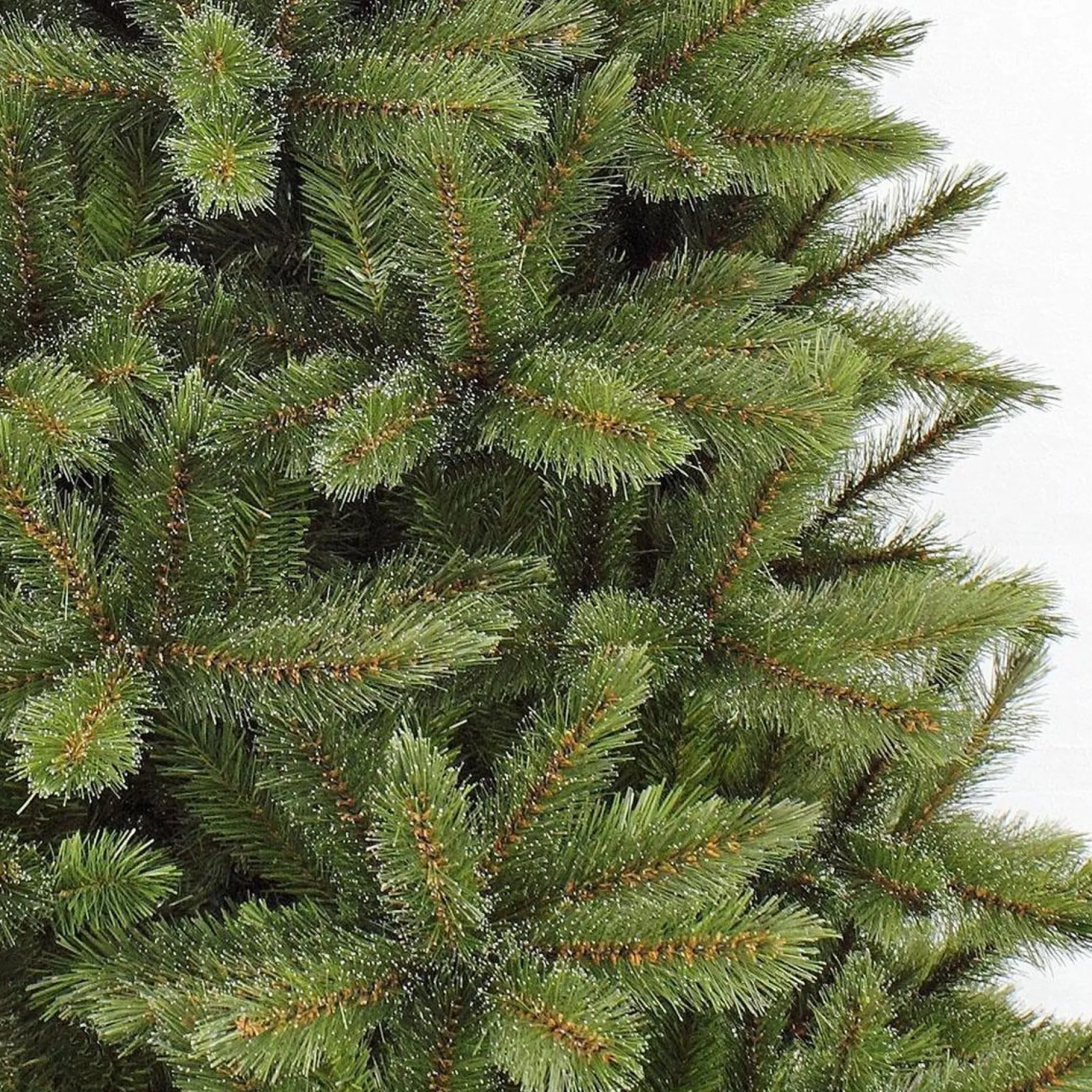 Triumph Tree Kunstkerstbomen^ - Kunstkerstboom - Forest Frosted Slim - Groen - 230Cm 230 Cm